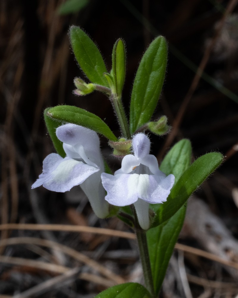 Small's Skullcap