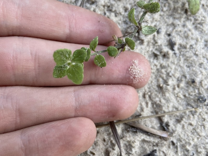 Rio Grande Skullcap