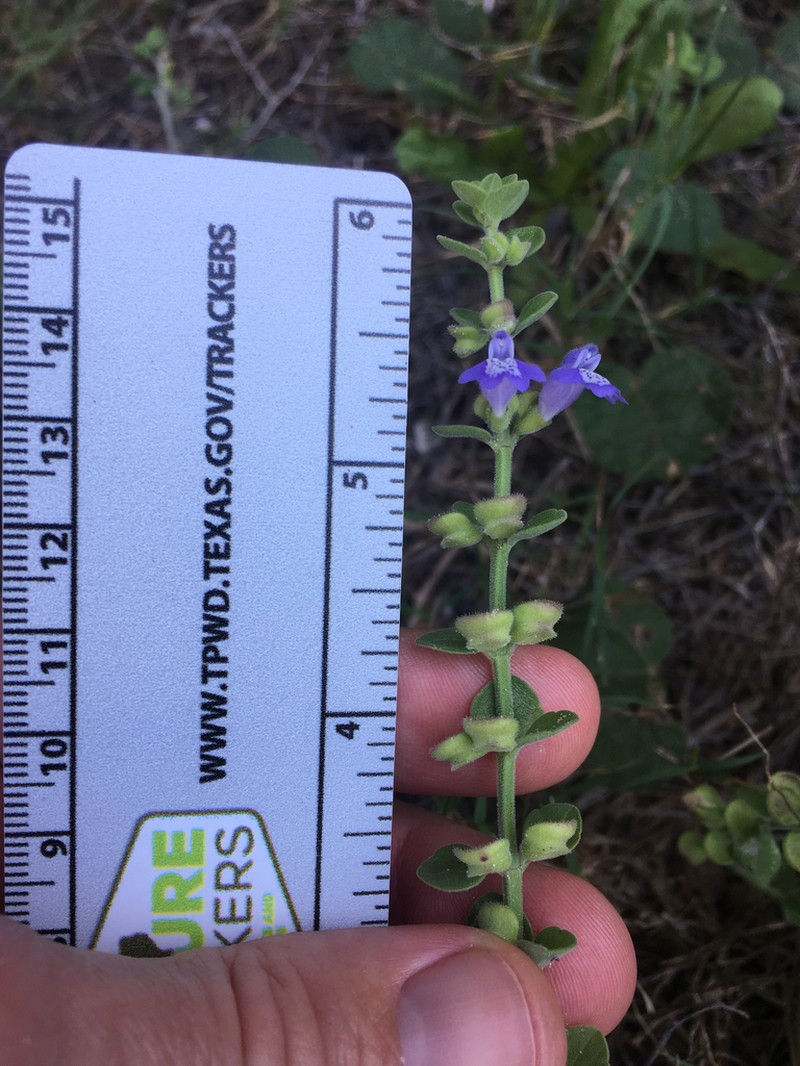 Rio Grande Skullcap photo 2