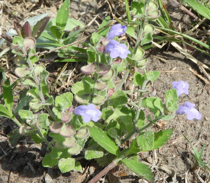 Rio Grande Skullcap photo 3