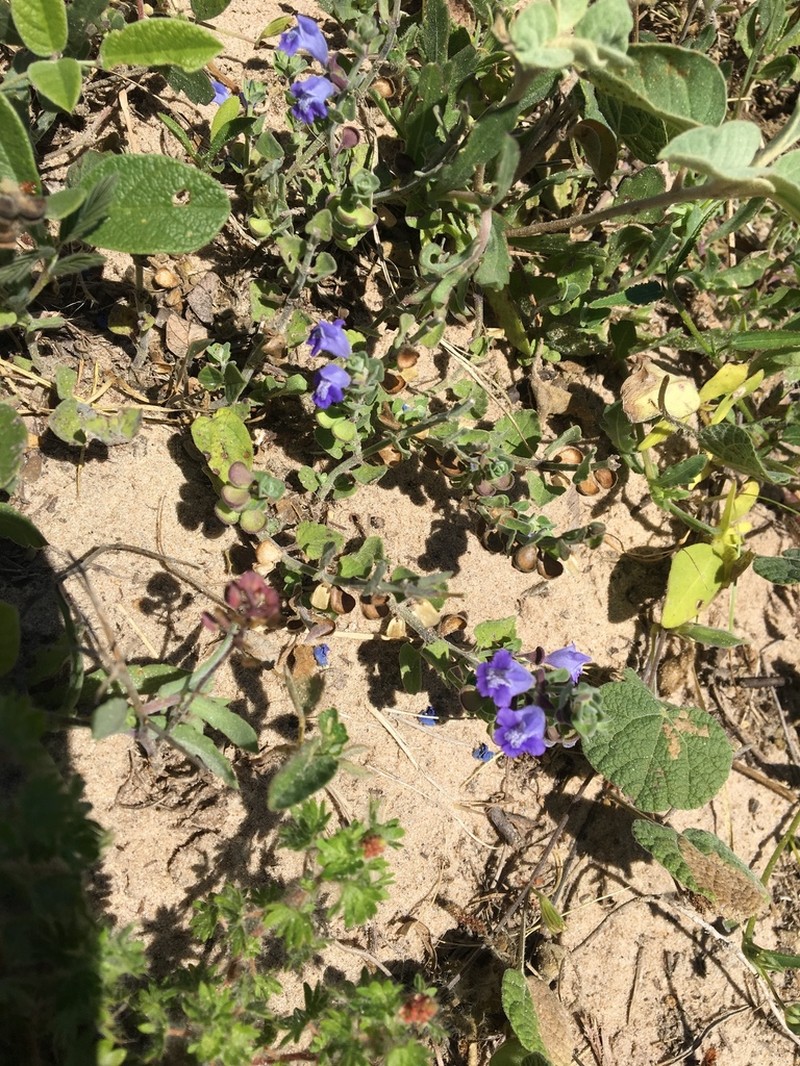 Rio Grande Skullcap photo 4