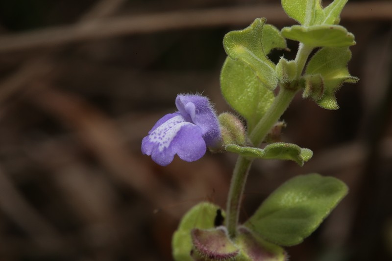 Rio Grande Skullcap photo 5