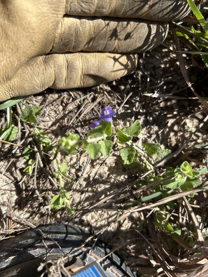 Rio Grande Skullcap photo 6