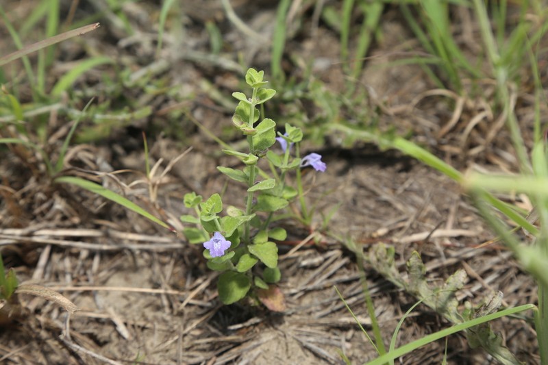 Rio Grande Skullcap photo 7