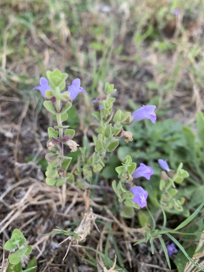 Rio Grande Skullcap photo 8
