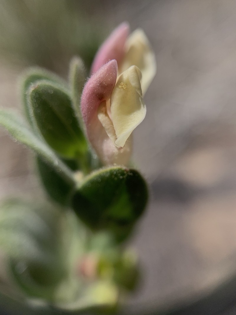 Dwarf Skullcap photo 4