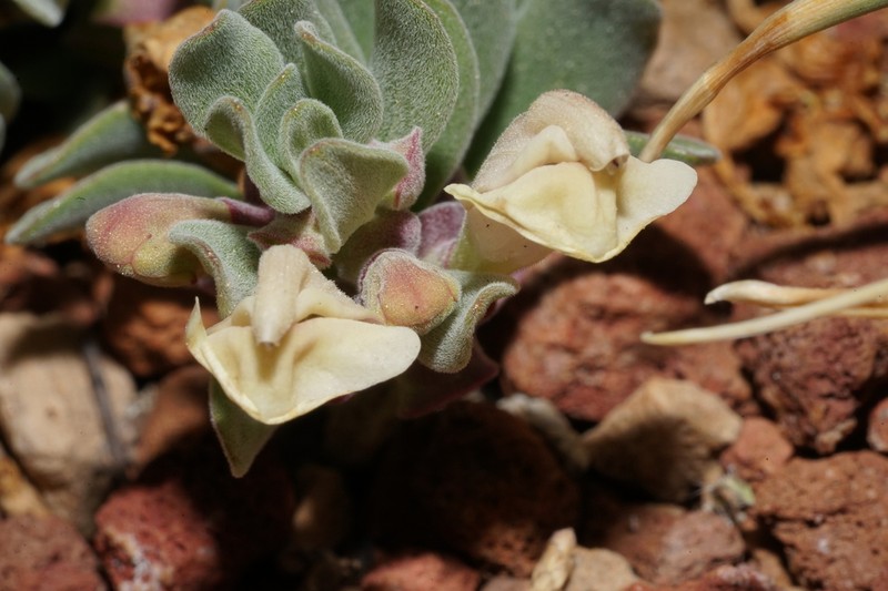 Dwarf Skullcap photo 5