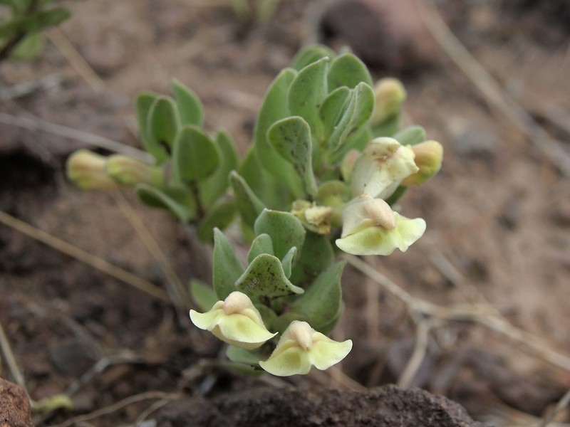 Dwarf Skullcap photo 8