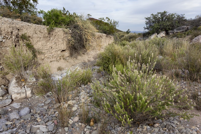 Dwarf Skullcap photo 2