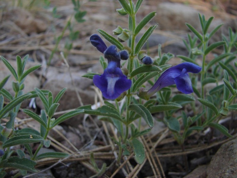 Dwarf Skullcap photo 5