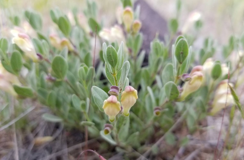 Dwarf Skullcap