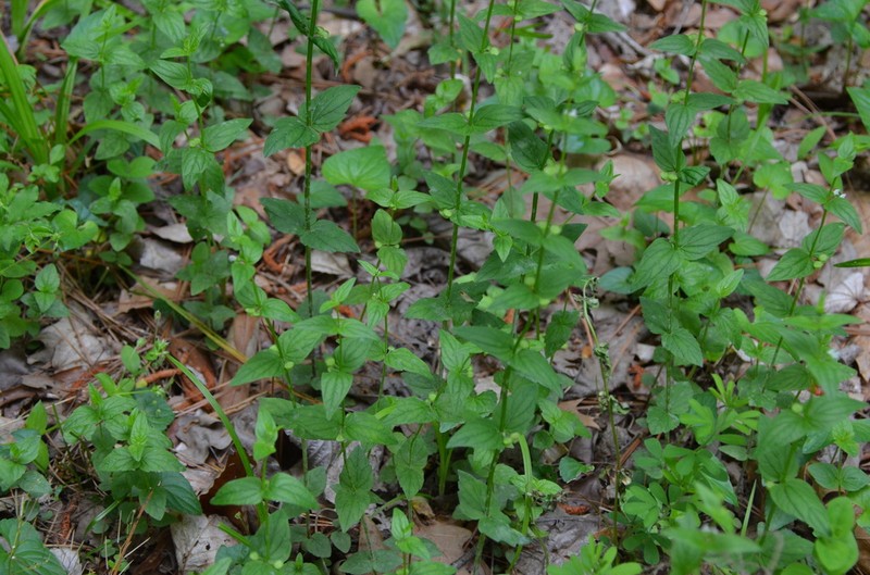 Veiny Skullcap photo 3