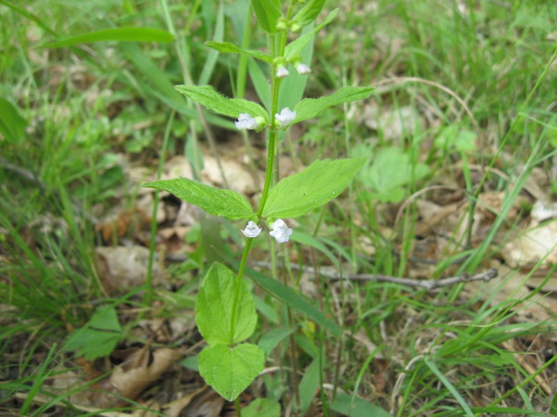 Veiny Skullcap photo 4