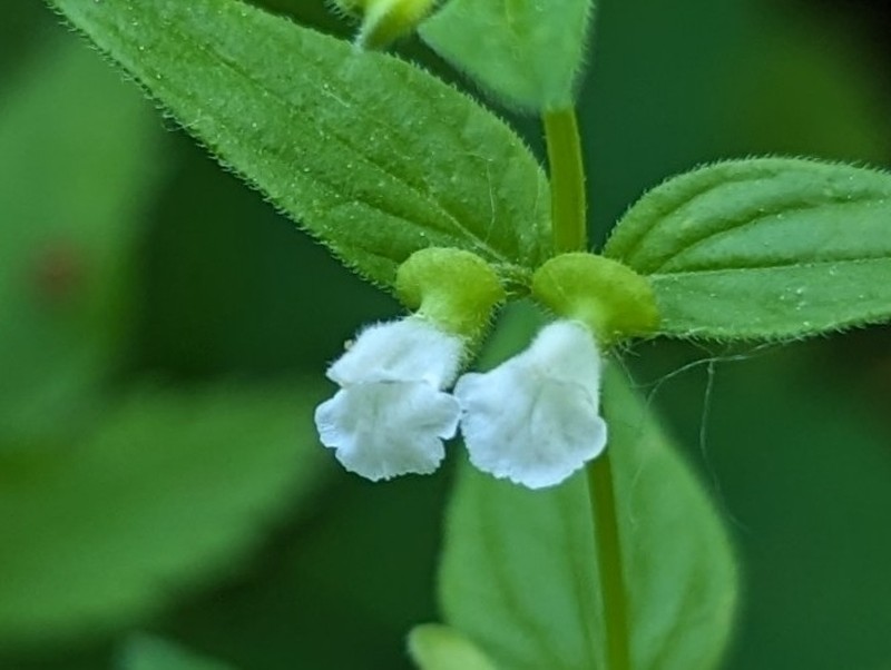 Veiny Skullcap photo 5