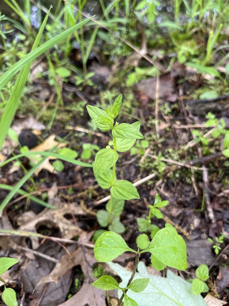 Veiny Skullcap photo 6