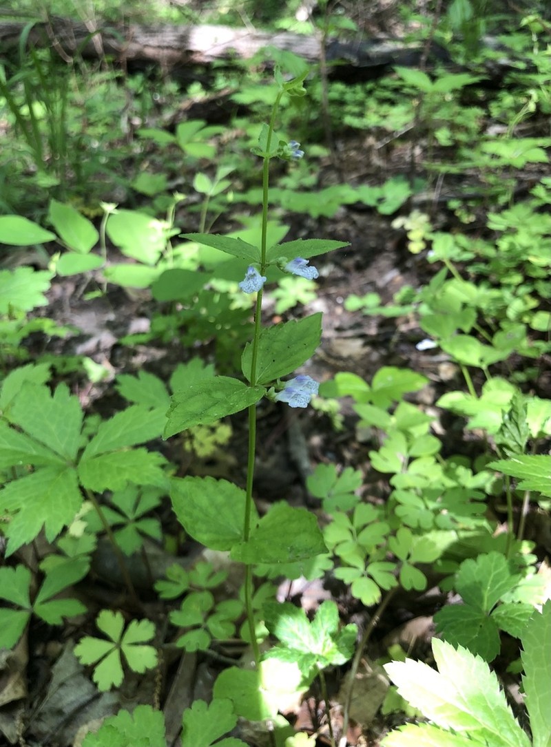 Veiny Skullcap photo 7