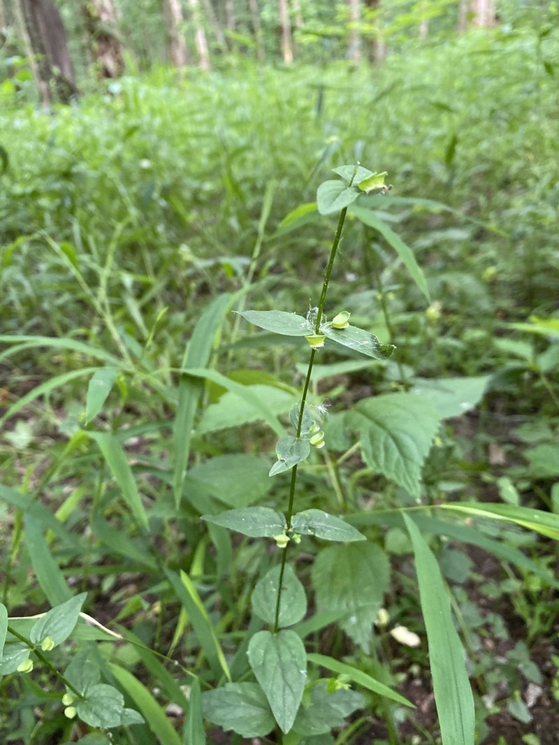 Veiny Skullcap photo 8