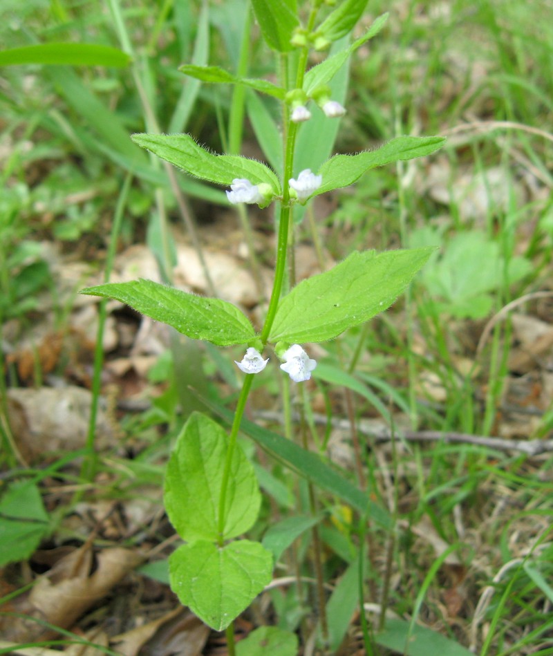 Veiny Skullcap