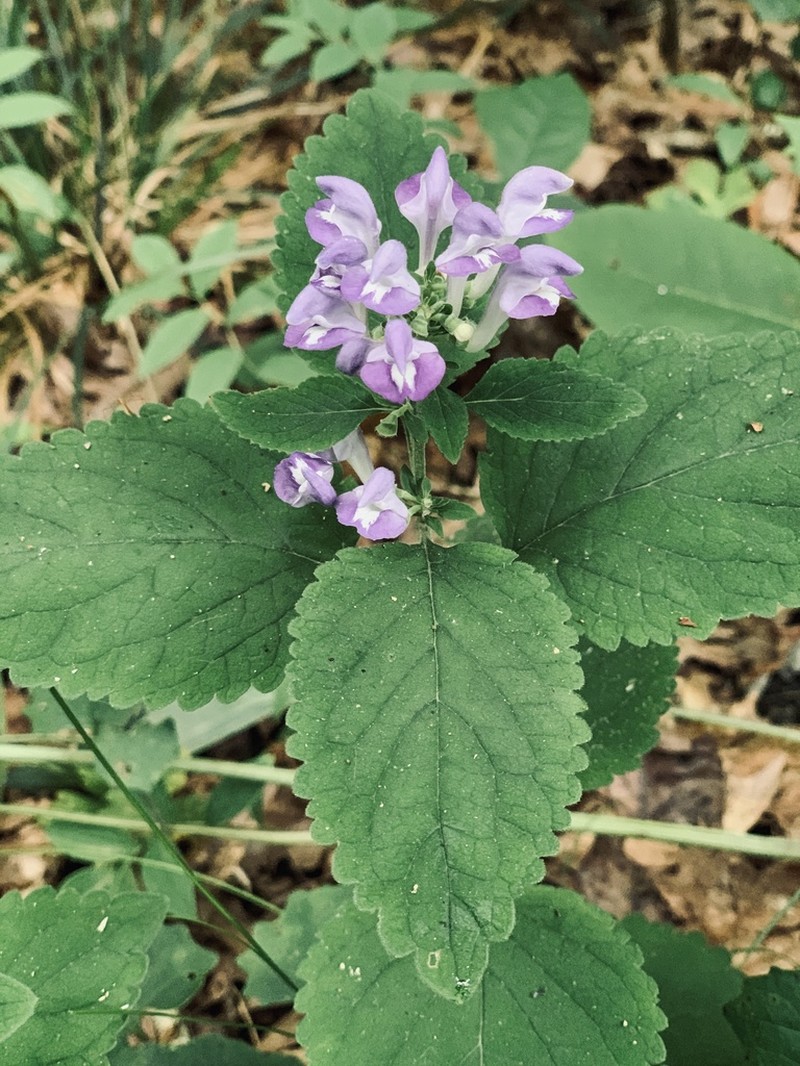 Ocmulgee Skullcap