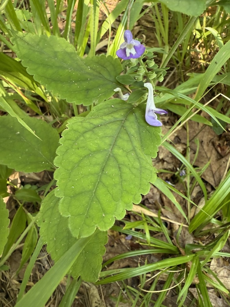 Ocmulgee Skullcap photo 2