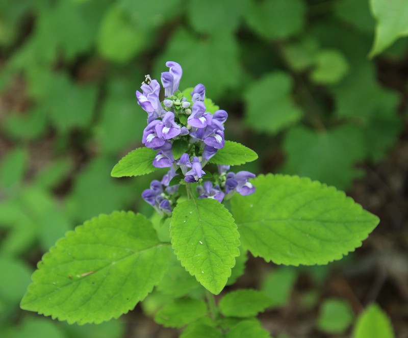 Ocmulgee Skullcap photo 3