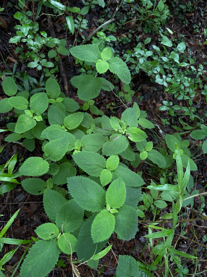 Ocmulgee Skullcap photo 4