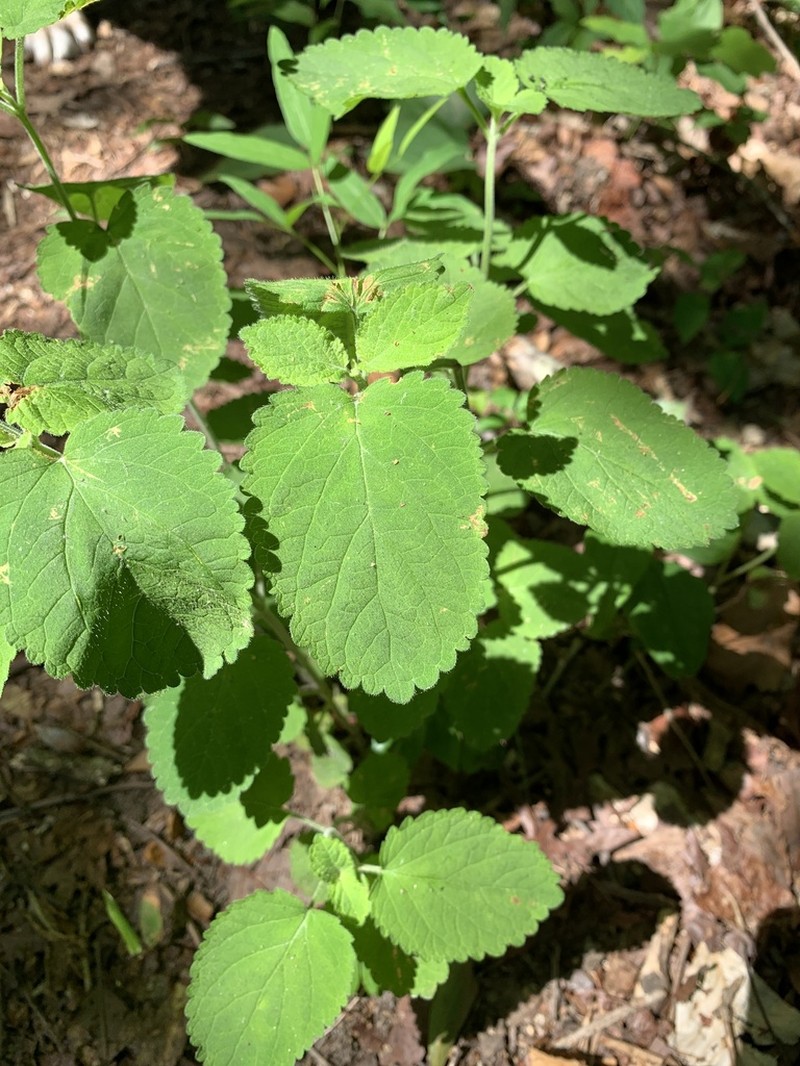 Ocmulgee Skullcap photo 5