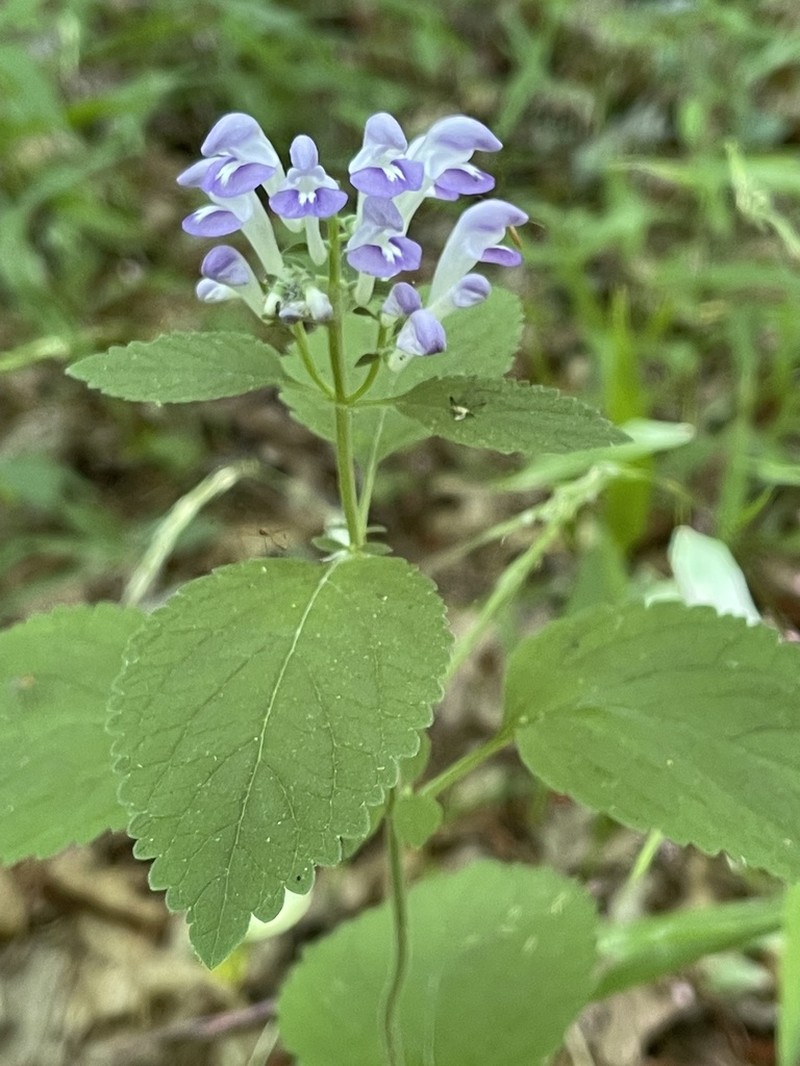 Ocmulgee Skullcap photo 6