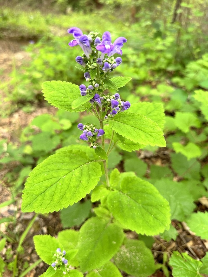 Ocmulgee Skullcap photo 7