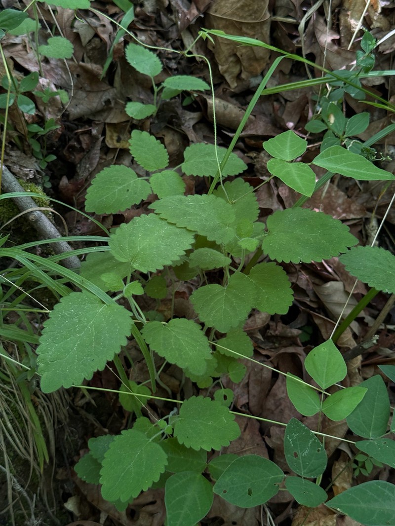 Ocmulgee Skullcap photo 8