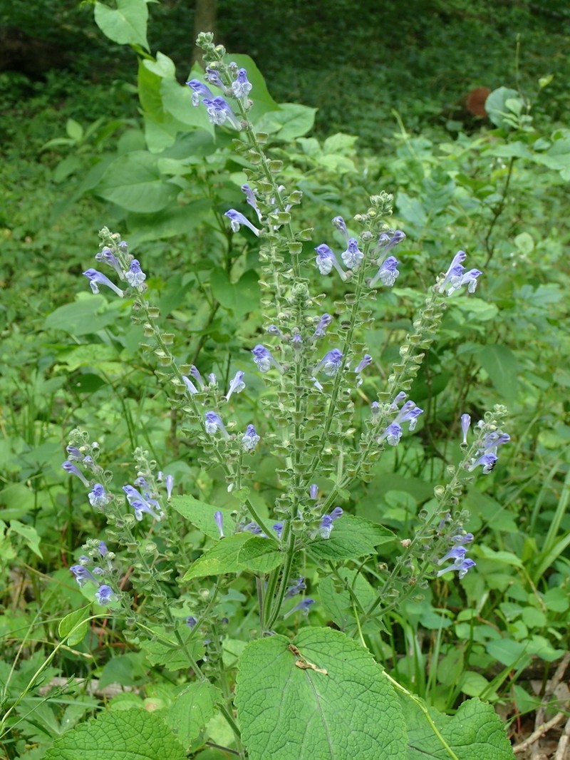Heartleaf Skullcap photo 3