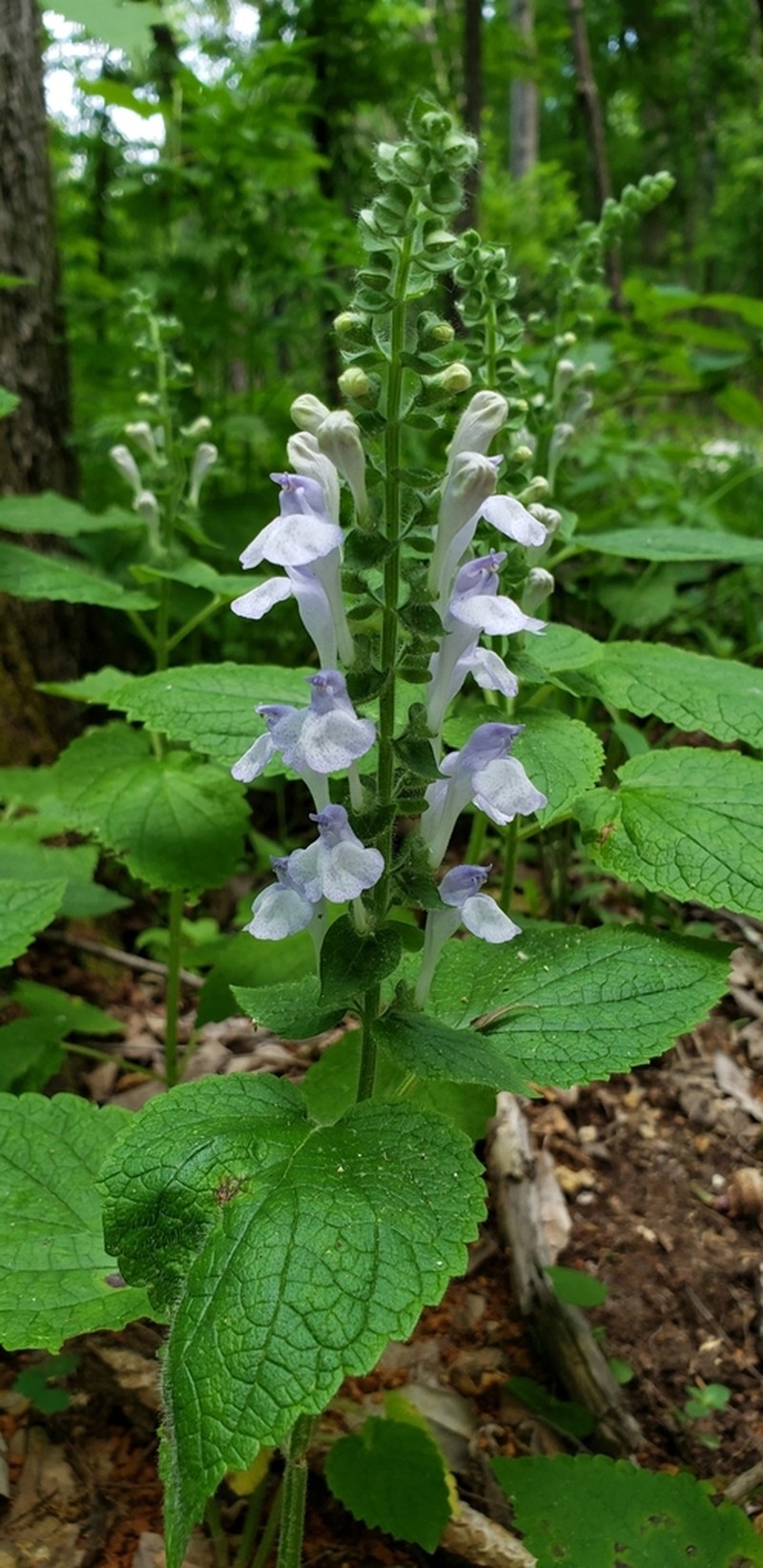 Heartleaf Skullcap photo 4