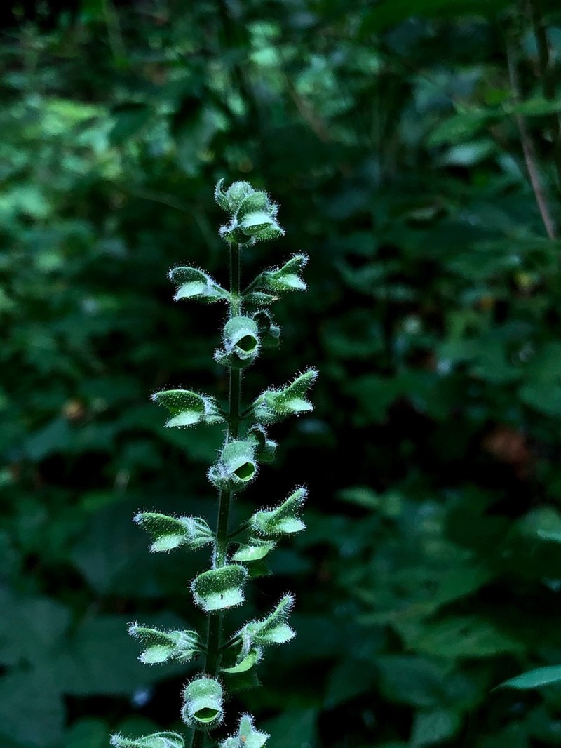 Heartleaf Skullcap photo 5