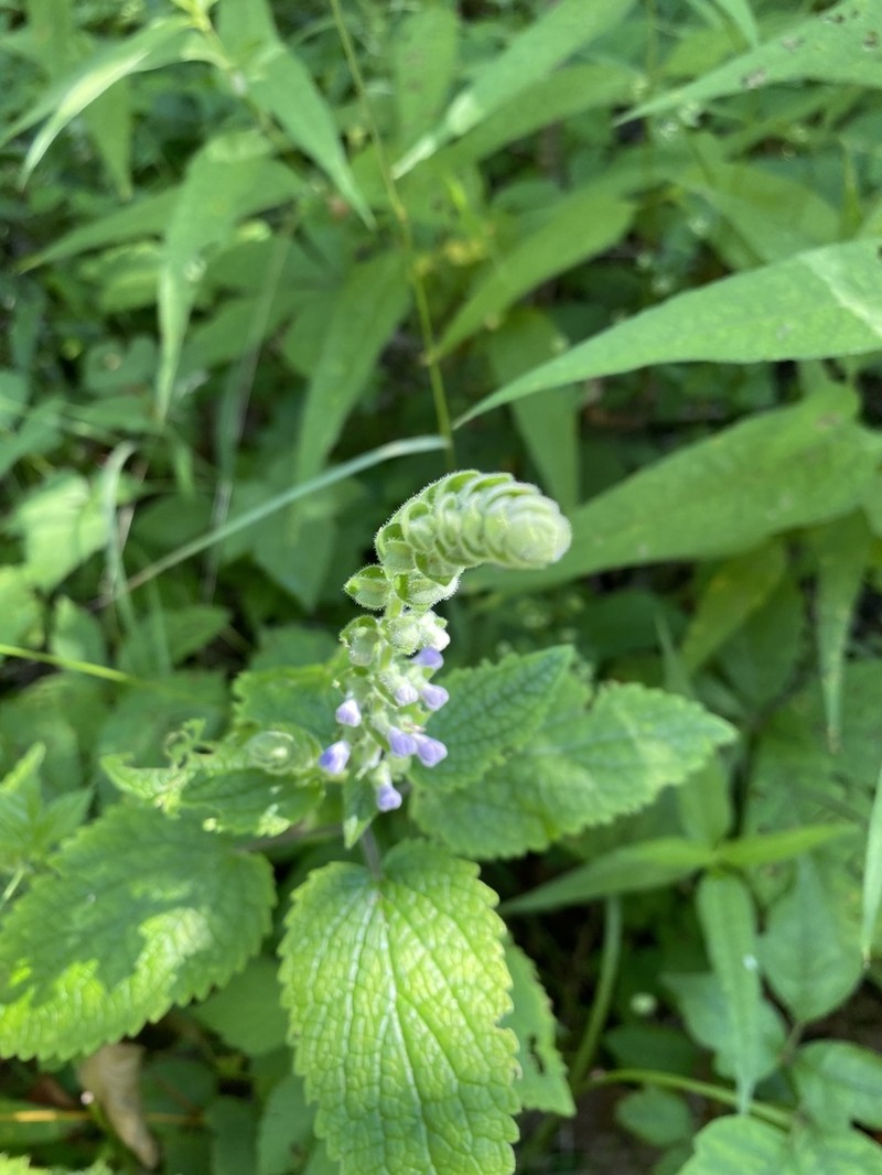 Heartleaf Skullcap photo 6
