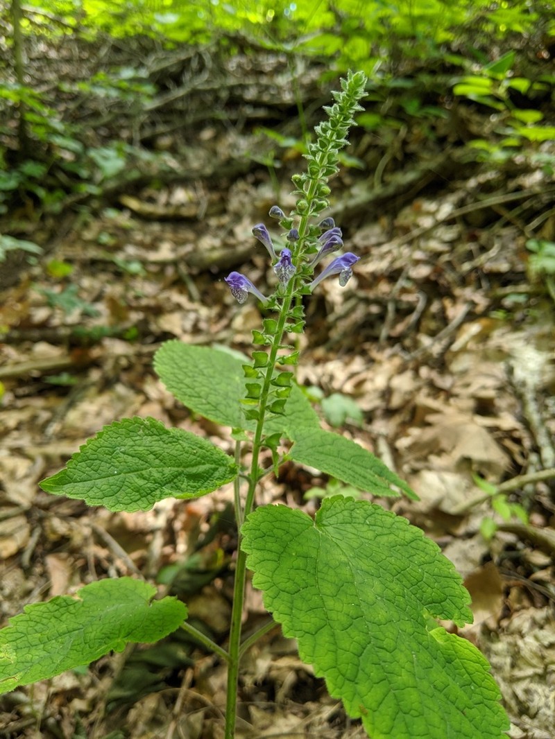 Heartleaf Skullcap photo 7