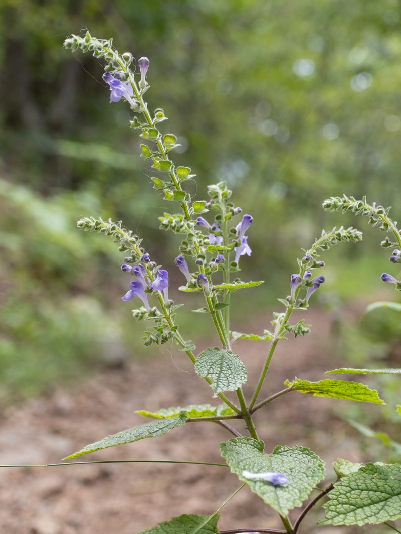 Heartleaf Skullcap