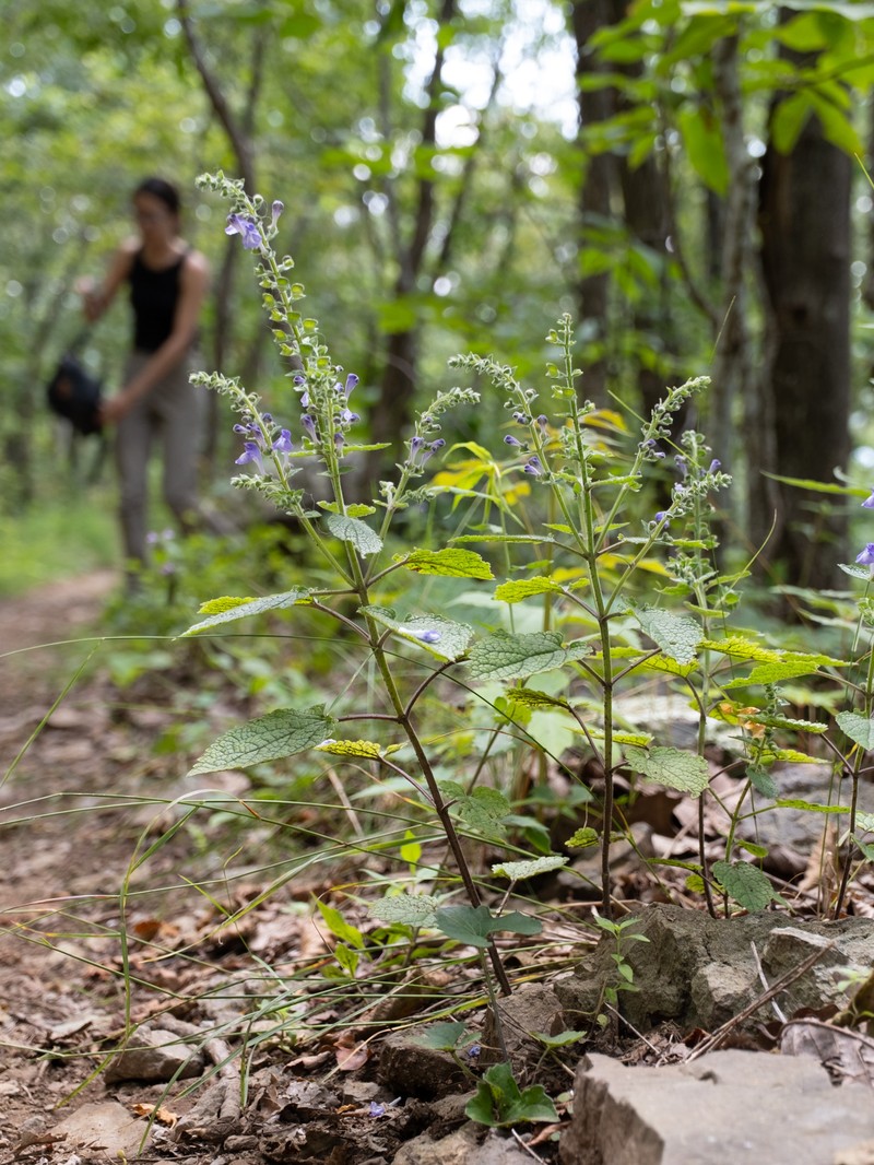 Heartleaf Skullcap photo 5