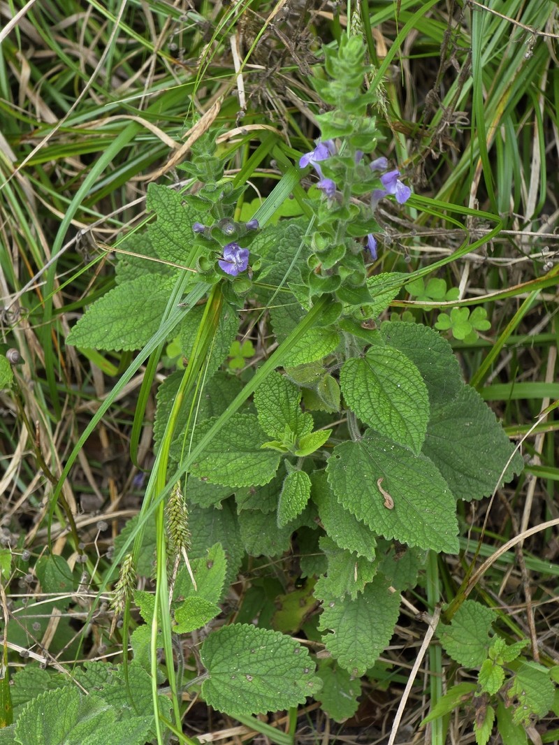 Scutellaria ovata subsp. bracteata