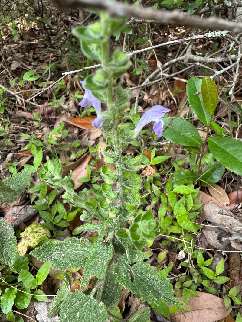 Scutellaria ovata subsp. bracteata photo 2