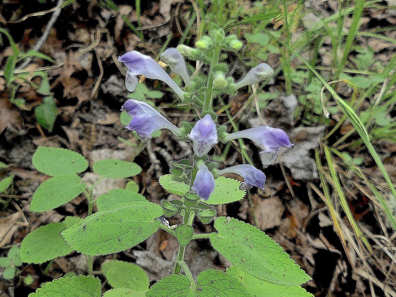 Scutellaria ovata subsp. bracteata photo 3
