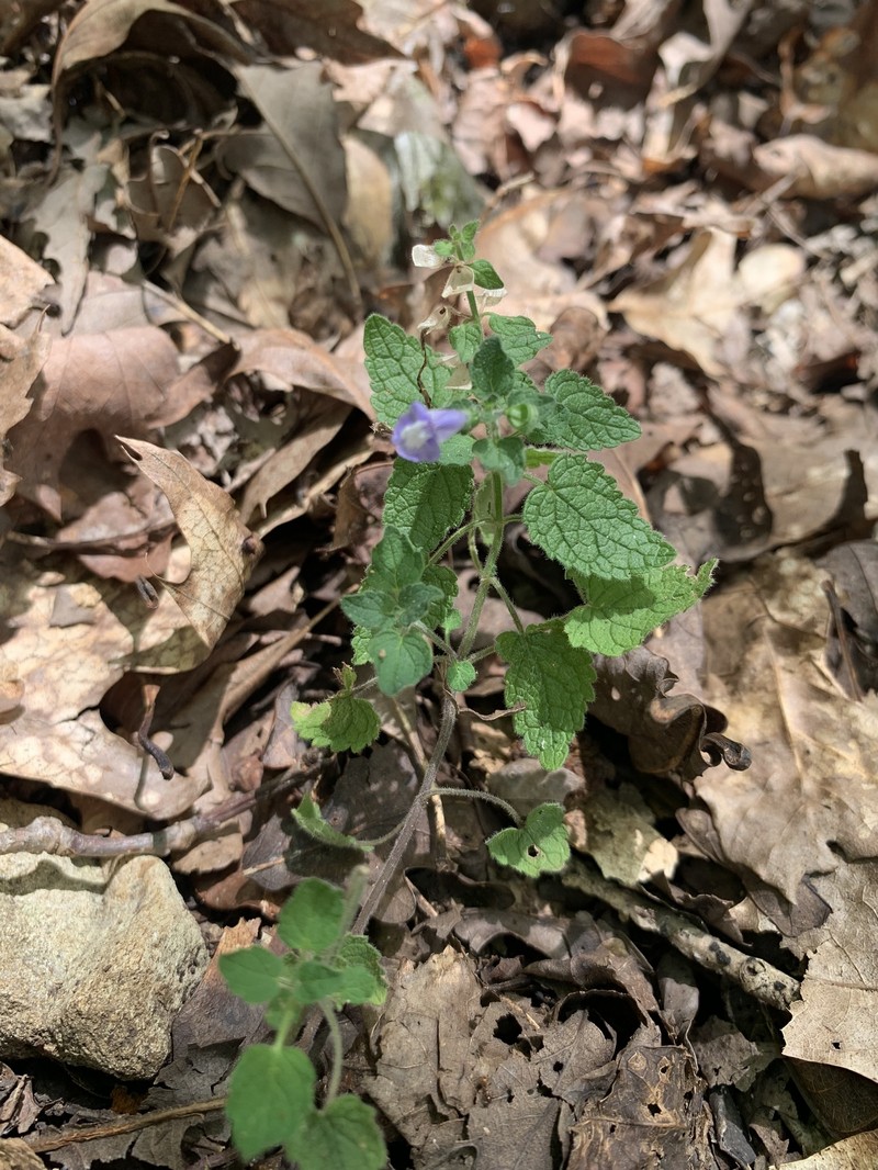 Scutellaria ovata subsp. bracteata photo 4