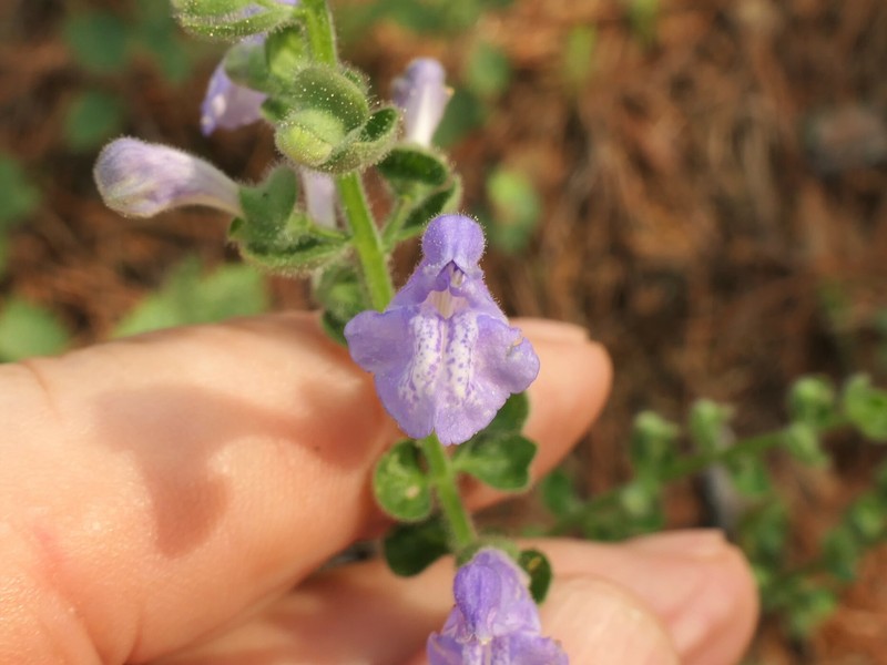 Scutellaria ovata subsp. bracteata photo 5