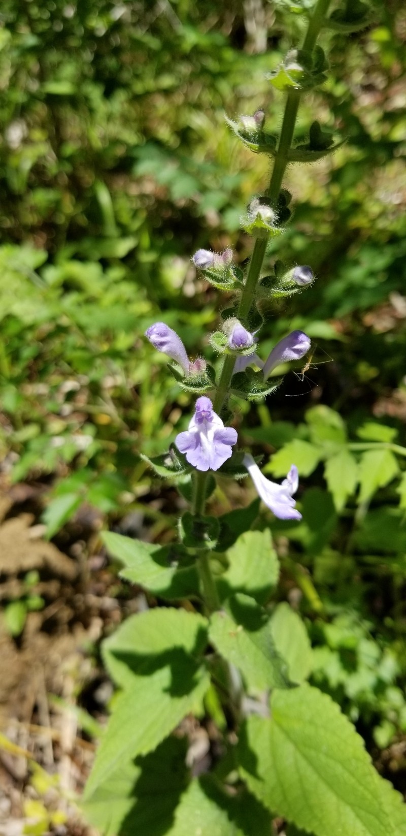 Scutellaria ovata subsp. bracteata photo 6
