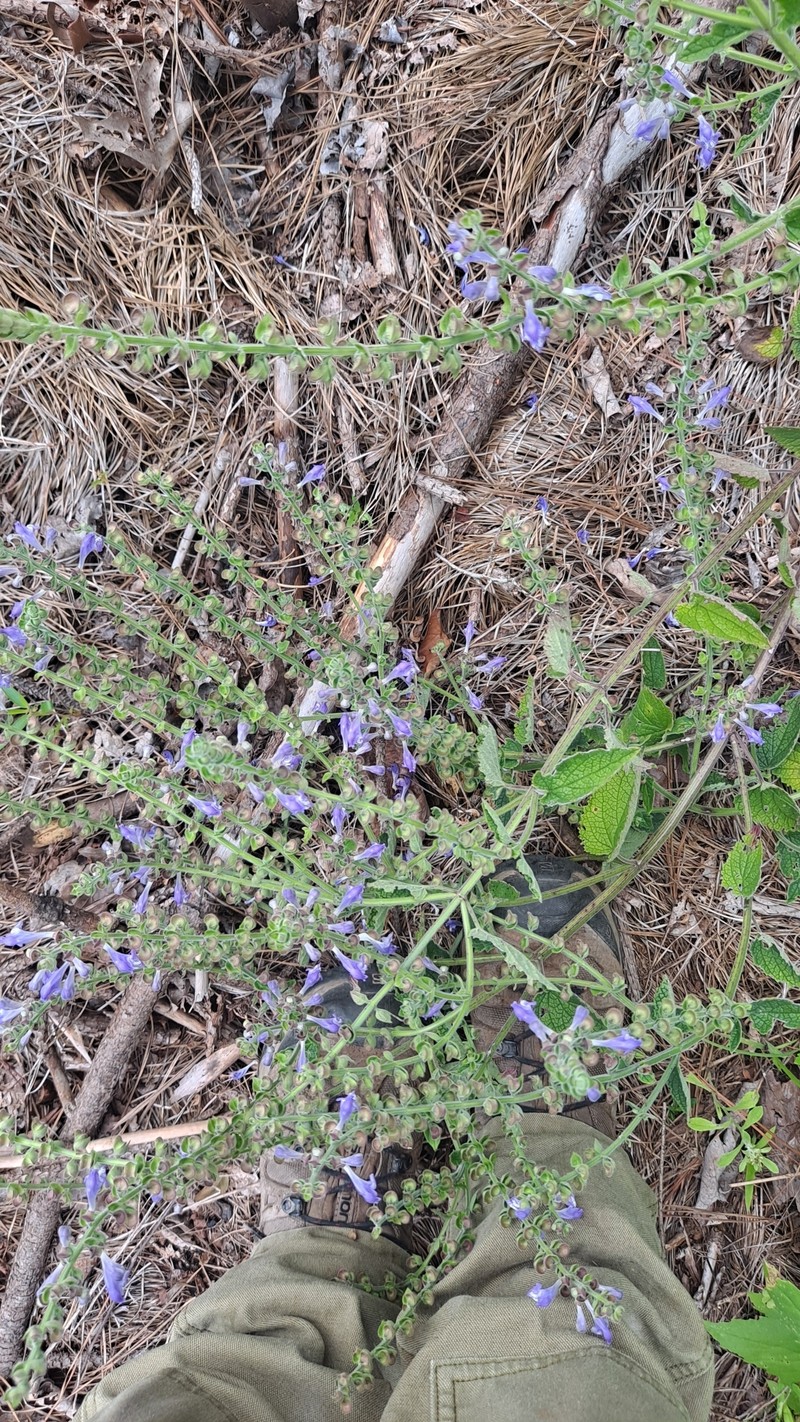 Scutellaria ovata subsp. bracteata photo 7