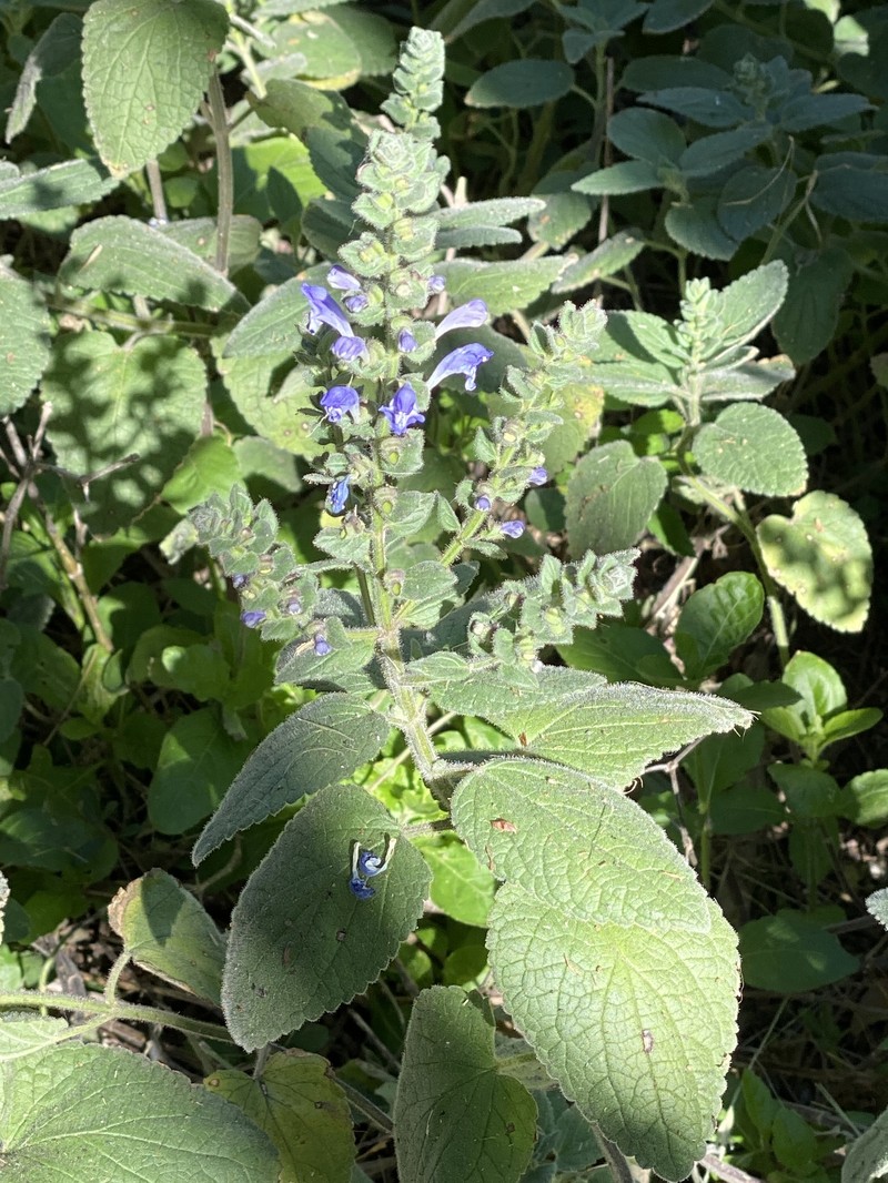 Scutellaria ovata subsp. bracteata photo 8