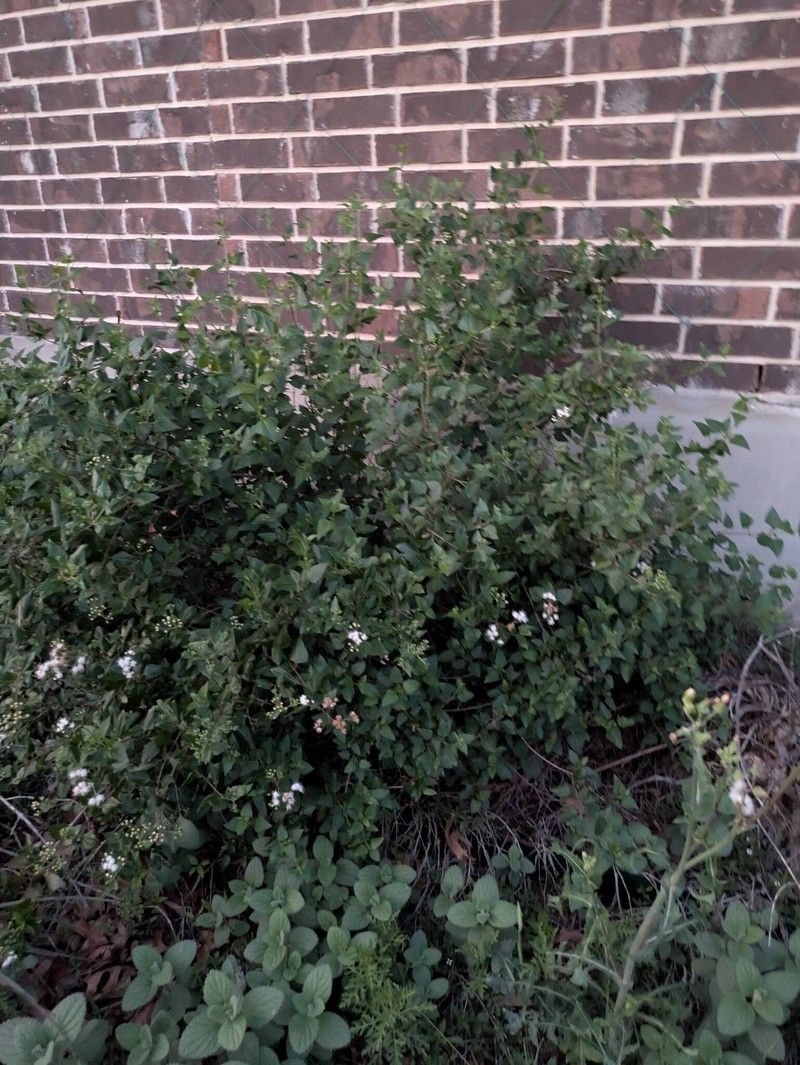 Scutellaria ovata subsp. ovata
