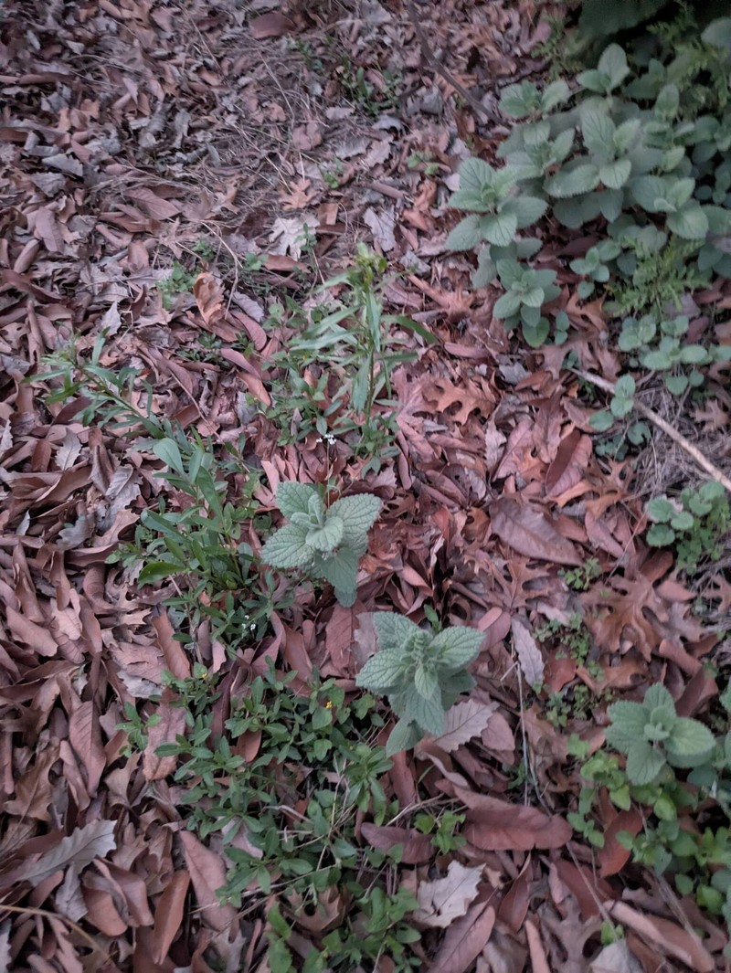 Scutellaria ovata subsp. ovata photo 2