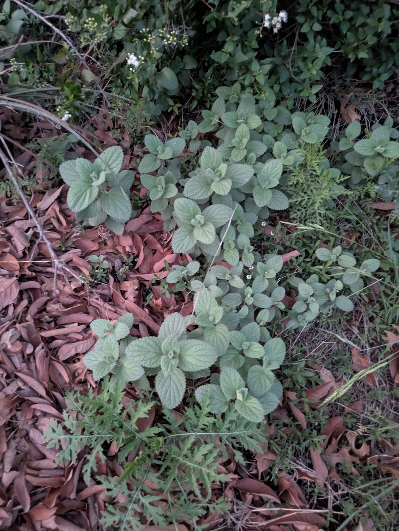 Scutellaria ovata subsp. ovata photo 3