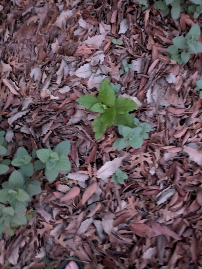 Scutellaria ovata subsp. ovata photo 4