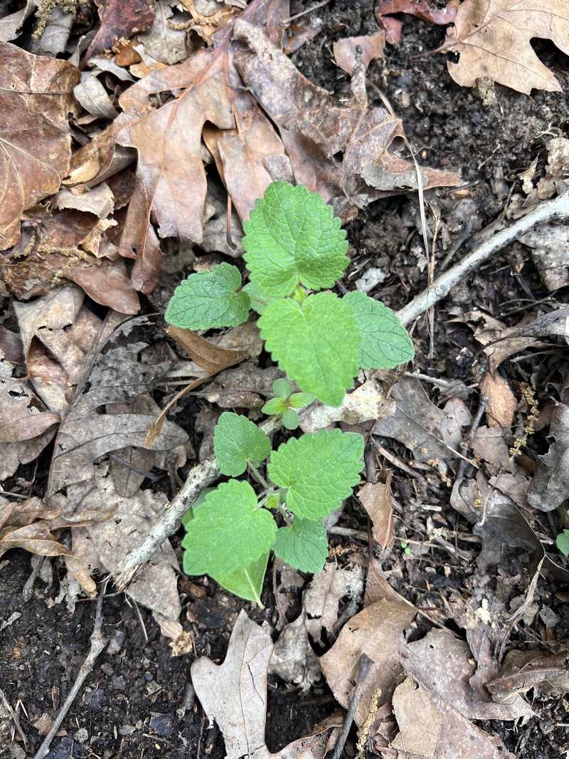 Scutellaria ovata subsp. ovata photo 5